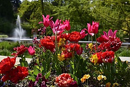 花,花園,自然