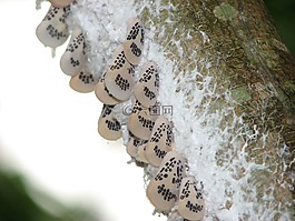 蝴蝶,昆蟲(chóng),絲綢