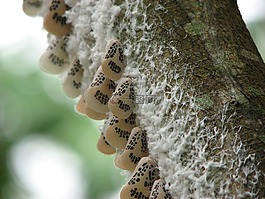 蝴蝶,昆蟲(chóng),絲綢