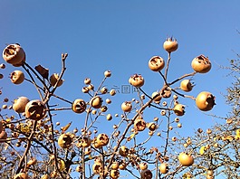 asperln,秋季,水果