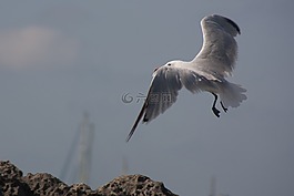 海鷗,海灘,飛