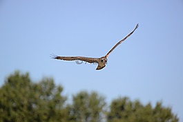 鳥,自然,天空