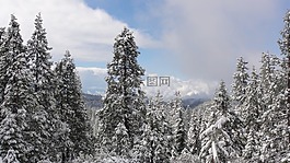 冬天,森林,寒冬