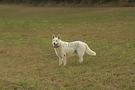 狗,原野,動物