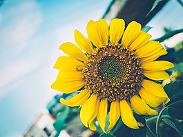 向日葵,花,自然