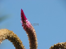 花,植物區(qū)系,鮮花