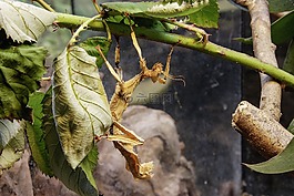 澳大利亞phasmid,昆蟲,關(guān)閉