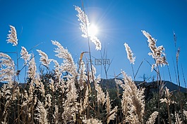 字段,背光,太陽