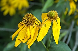 黃色,鮮花,綠色