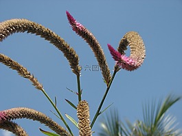 花,植物區(qū)系,鮮花