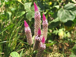 花,植物區(qū)系,鮮花