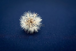 蒲公英,花,種子