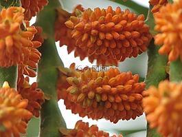 種子,植物,花