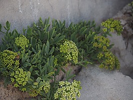 厂,绿色,沙