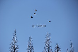 飛,鳥,樹木