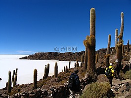 天空,高大的仙人掌,景觀