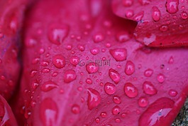 花,罗森布拉特,滴