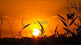 枝杈,日落,自然
