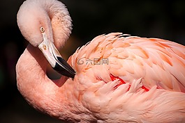火烈鳥,粉紅色,鳥