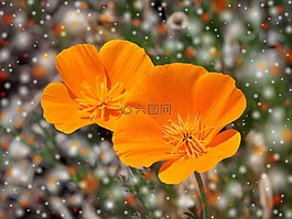 罌粟,花,開花
