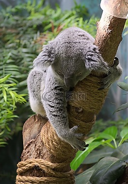 考拉,動物,野生動物