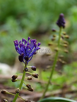 野生花卉,好奇,丁香