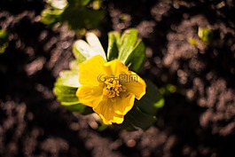 春天的花朵,黃色,綠色