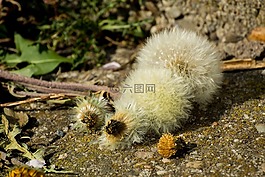 獅子的數(shù)量,枯萎,花