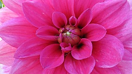 花,粉紅色,香味