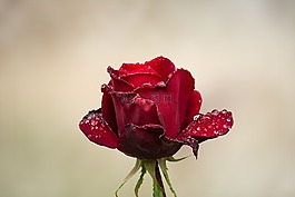 玫瑰,花,性質(zhì)