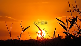 枝杈,日落,自然