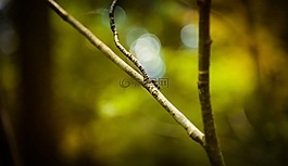螞蟻,森林,性質(zhì)