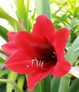 百合,花,紅色