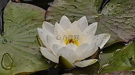 睡莲,weis,池塘