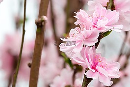 花,植物,大自然