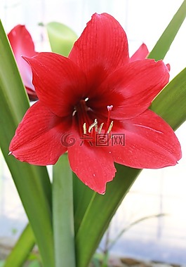 百合,紅色,花