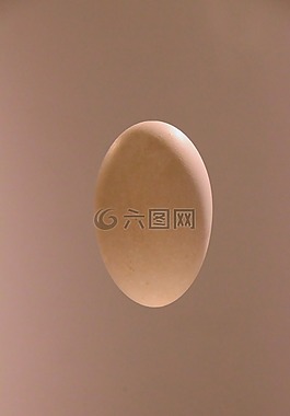 雞蛋,橢圓形,灰褐色