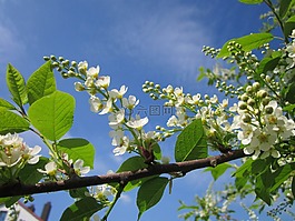 德國(guó),樹(shù),天空