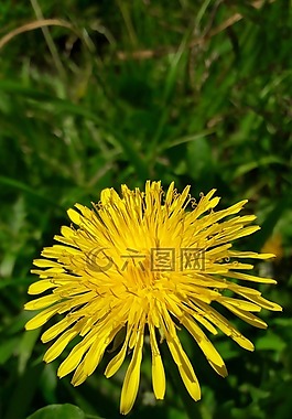 蒲公英,花,黃色