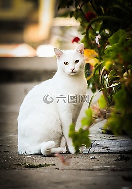 貓,動物,寵物