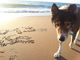 狗,海灘,海