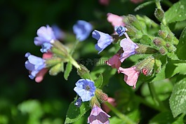 pulmonaria,花,lungwort
