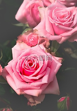 玫瑰,花,花瓣