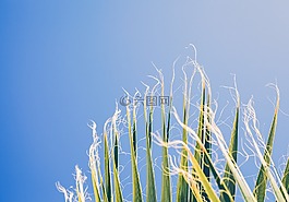 自然,收獲,作物