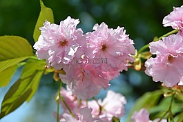 櫻花,樹(shù),花