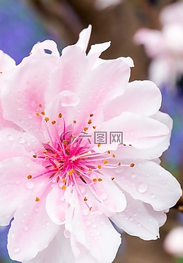 花,大自然,植物