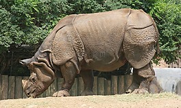 犀牛,動物園,野生動物