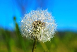 花,蒲公英,性質(zhì)