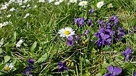 雛菊,春天,花