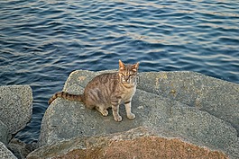 貓,流浪貓,動物
